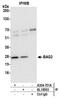 BCL2 Associated Athanogene 2 antibody, A304-751A, Bethyl Labs, Immunoprecipitation image 