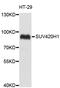 Histone-lysine N-methyltransferase SUV420H1 antibody, abx127060, Abbexa, Western Blot image 