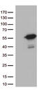 Mitochondrial Translation Release Factor 1 antibody, M13509, Boster Biological Technology, Western Blot image 