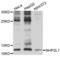 Small Nuclear Ribonucleoprotein 13 antibody, LS-C334388, Lifespan Biosciences, Western Blot image 
