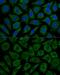 NADH dehydrogenase [ubiquinone] iron-sulfur protein 2, mitochondrial antibody, GTX35213, GeneTex, Immunofluorescence image 
