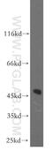 Adaptor Related Protein Complex 3 Subunit Mu 2 antibody, 11925-1-AP, Proteintech Group, Western Blot image 