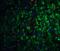 Neurturin antibody, 1121, ProSci, Immunofluorescence image 