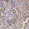 BGP antibody, abx005221, Abbexa, Immunohistochemistry paraffin image 