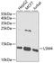 LSM4 antibody, A07672, Boster Biological Technology, Western Blot image 