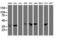 Exoribonuclease 1 antibody, LS-C173657, Lifespan Biosciences, Western Blot image 