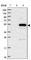 Family With Sequence Similarity 222 Member A antibody, HPA040181, Atlas Antibodies, Western Blot image 