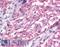 Metabotropic glutamate receptor 3 antibody, LS-A899, Lifespan Biosciences, Immunohistochemistry paraffin image 