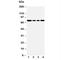 Heat Shock Protein Family A (Hsp70) Member 5 antibody, R30913, NSJ Bioreagents, Western Blot image 