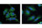 WASP Family Member 2 antibody, 3659T, Cell Signaling Technology, Immunocytochemistry image 