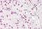 Splicing Factor 1 antibody, MBS247021, MyBioSource, Immunohistochemistry frozen image 