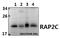 RAP2C, Member Of RAS Oncogene Family antibody, A11672-1, Boster Biological Technology, Western Blot image 