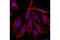 Histone H3 antibody, 12230S, Cell Signaling Technology, Immunofluorescence image 