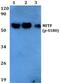 Melanocyte Inducing Transcription Factor antibody, PA5-36755, Invitrogen Antibodies, Western Blot image 