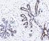 Progesterone Receptor antibody, V2226-100UG, NSJ Bioreagents, Western Blot image 