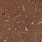 Erythrocyte Membrane Protein Band 4.1 Like 1 antibody, NBP2-31650, Novus Biologicals, Immunohistochemistry frozen image 