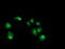 Non-Homologous End Joining Factor 1 antibody, M03552-1, Boster Biological Technology, Immunofluorescence image 
