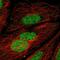 Zinc Finger Protein 362 antibody, HPA059239, Atlas Antibodies, Immunocytochemistry image 