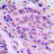 RNA polymerase II elongation factor ELL antibody, LS-C356012, Lifespan Biosciences, Immunohistochemistry paraffin image 