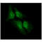 LSM5 Homolog, U6 Small Nuclear RNA And MRNA Degradation Associated antibody, GTX57641, GeneTex, Immunofluorescence image 