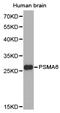 Proteasome Subunit Alpha 6 antibody, LS-C192881, Lifespan Biosciences, Western Blot image 
