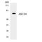 ATP Binding Cassette Subfamily D Member 4 antibody, LS-B11429, Lifespan Biosciences, Western Blot image 