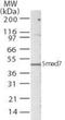Madh7 antibody, NB100-56688, Novus Biologicals, Western Blot image 