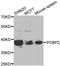 Poly(RC) Binding Protein 2 antibody, A2531, ABclonal Technology, Western Blot image 