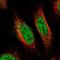 Proline Rich Mitotic Checkpoint Control Factor antibody, NBP1-87153, Novus Biologicals, Immunocytochemistry image 