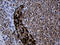Family With Sequence Similarity 131 Member C antibody, LS-C792566, Lifespan Biosciences, Immunohistochemistry paraffin image 