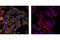 Myosin Light Chain 9 antibody, 3671L, Cell Signaling Technology, Immunocytochemistry image 