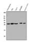 Protein lin-28 homolog A antibody, A01966-2, Boster Biological Technology, Western Blot image 