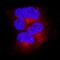 BCL2 Antagonist/Killer 1 antibody, AF8161, R&D Systems, Immunofluorescence image 