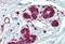 Insulin Degrading Enzyme antibody, NB100-68148, Novus Biologicals, Immunohistochemistry paraffin image 