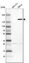 Protein FAM83H antibody, NBP1-93737, Novus Biologicals, Western Blot image 