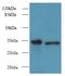 RWD Domain Containing 2A antibody, LS-C379923, Lifespan Biosciences, Western Blot image 