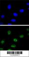 Estrogen Related Receptor Alpha antibody, 63-560, ProSci, Immunofluorescence image 