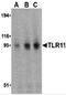 TLR11 antibody, 3285, ProSci, Western Blot image 