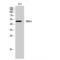 RNA Binding Motif Protein 34 antibody, LS-C385787, Lifespan Biosciences, Western Blot image 