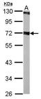Septin-9 antibody, GTX115916, GeneTex, Western Blot image 