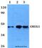 Chitinase 3 Like 1 antibody, A01283, Boster Biological Technology, Western Blot image 