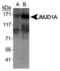Jhdm2a antibody, PA5-23066, Invitrogen Antibodies, Western Blot image 