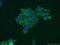 Hepatic lipase antibody, 21133-1-AP, Proteintech Group, Immunofluorescence image 