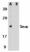 Diablo IAP-Binding Mitochondrial Protein antibody, TA306066, Origene, Western Blot image 