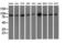 Serine/threonine-protein kinase D2 antibody, GTX83819, GeneTex, Western Blot image 
