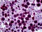 Fatty acid desaturase 1 antibody, 51-924, ProSci, Immunohistochemistry paraffin image 