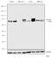 Eukaryotic Translation Initiation Factor 2 Alpha Kinase 1 antibody, 702551, Invitrogen Antibodies, Western Blot image 