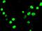 Neurogenin 3 antibody, MA5-24911, Invitrogen Antibodies, Immunocytochemistry image 