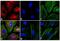 Mouse IgG1 antibody, A-21127, Invitrogen Antibodies, Immunofluorescence image 