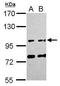 Family With Sequence Similarity 171 Member A1 antibody, GTX120226, GeneTex, Western Blot image 